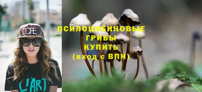 Псилоцибиновые грибы Psilocybe  omg ссылки  Кстово  где купить наркотик 